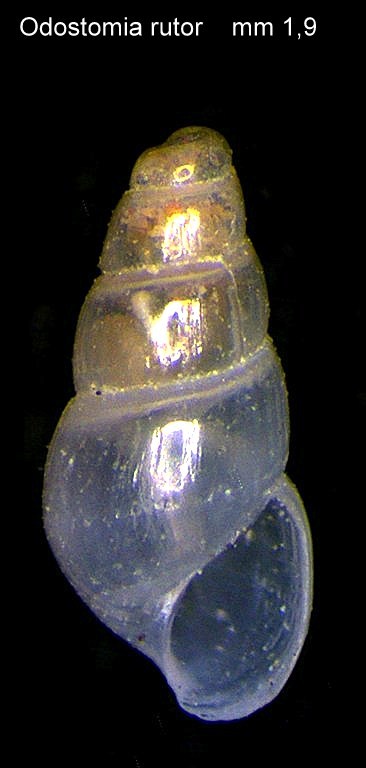 Da identificare = Odostomia erjaveciana